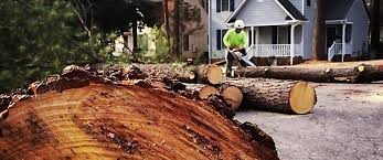 Best Lawn Pest Prevention  in Ames Lake, WA