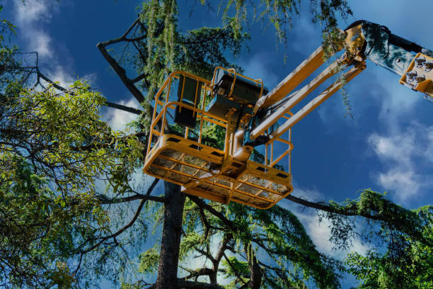 Reliable Ames Lake, WA Tree Services Solutions