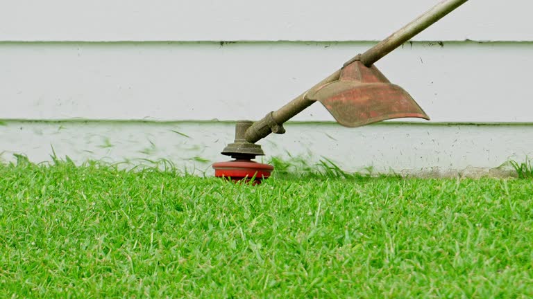 How Our Tree Care Process Works  in  Ames Lake, WA