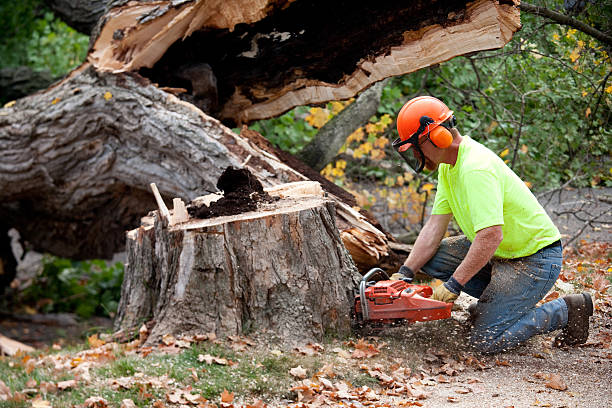 Best Emergency Tree Removal  in Ames Lake, WA
